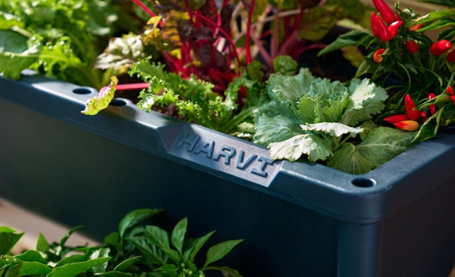 Harvi name molded into the side of a dark garden bed filled with vegetables.